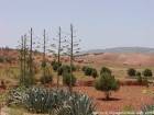 Aloe und rote Erde der Umgebung von Essaouira, Marokko.
