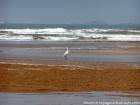 Whooping Kräne am Strand entlang zum Fluss Igrounzar, Essaouira, Marokko.