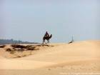 Kamel auf den Dünen bei Diabet, Essaouira, Marokko.