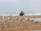 Strand mit Seevögel, ein Kamel und wilde Meer, Essaouira, Marokko.