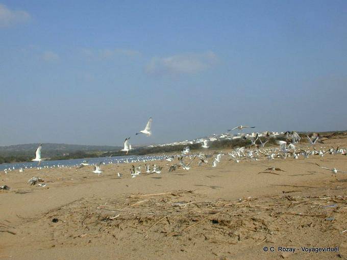 Vögel in der Nähe der Mündung des Wadi Igrounzar, Essaouira - Marokko