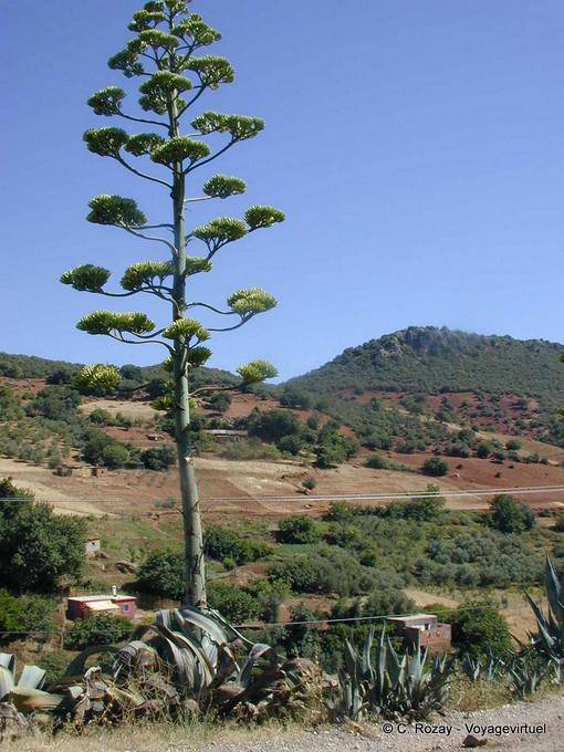 Riesen Aloes auf Wald-Hintergrund, Khenifra - Marokko