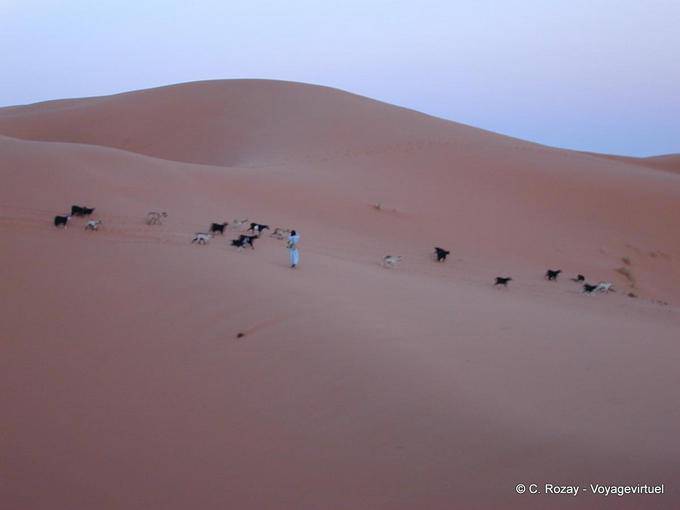 Ein Schäfer und seine Herde in den rosa Dünen von Merzouga - Marokko