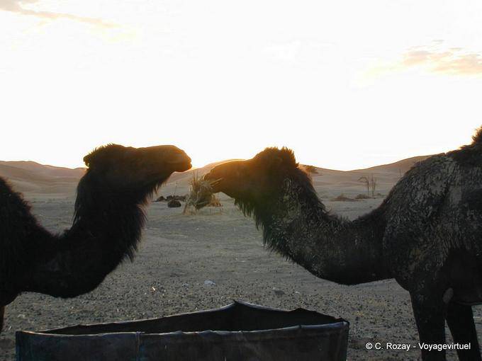 Dromedare Restaurant bei Sonnenaufgang, Merzouga - Marokko