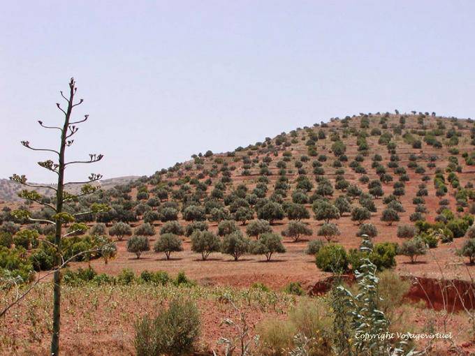 Ein Olivenbäumen bedeckten Hügel und der Umgebung von Essaouira - Marokko