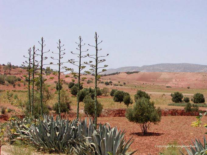 Aloe und rote Erde der Umgebung von Essaouira - Marokko