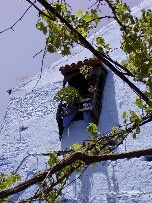 Vines und Gitter Fenster, Chefchaouen - Marokko