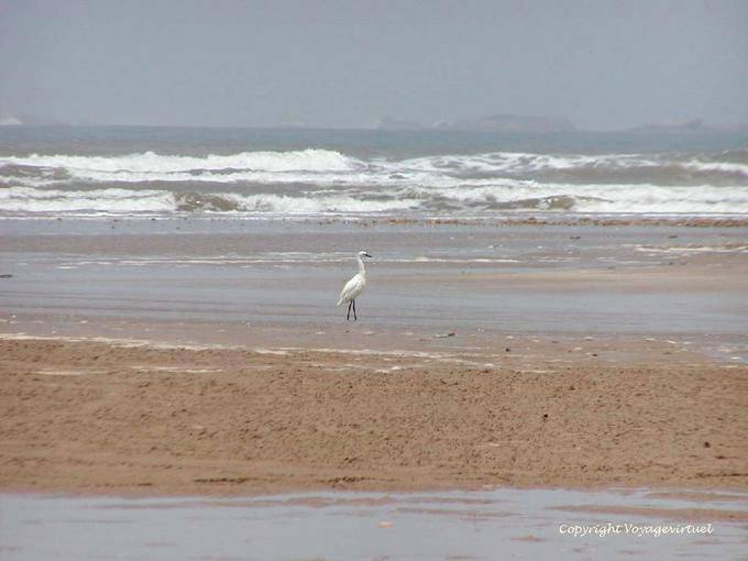 Whooping Kräne am Strand entlang zum Fluss Igrounzar, Essaouira - Marokko