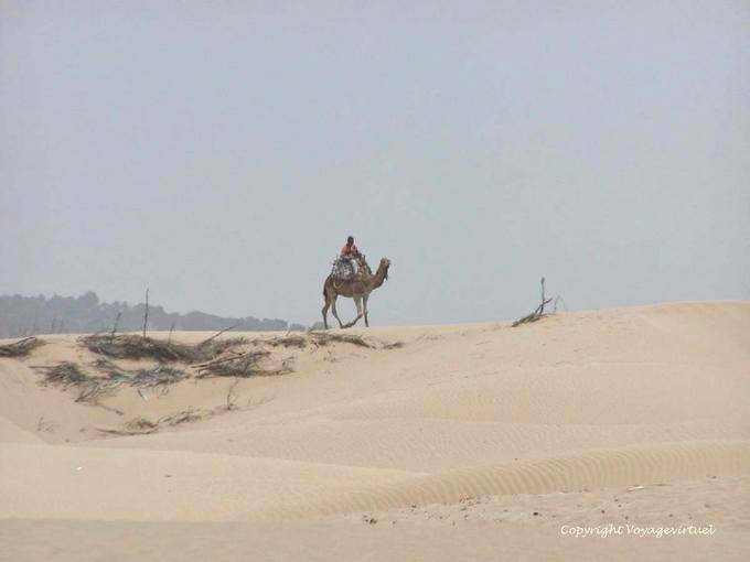 Kamel auf den Dünen bei Diabet, Essaouira - Marokko