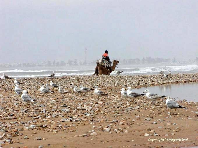 Strand mit Seevögel, ein Kamel und wilde Meer, Essaouira - Marokko