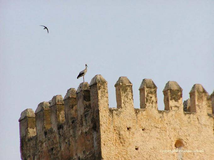 Martinet Storch im Flug und auf den Zinnen des Grand Mechouar Fès - Marokko