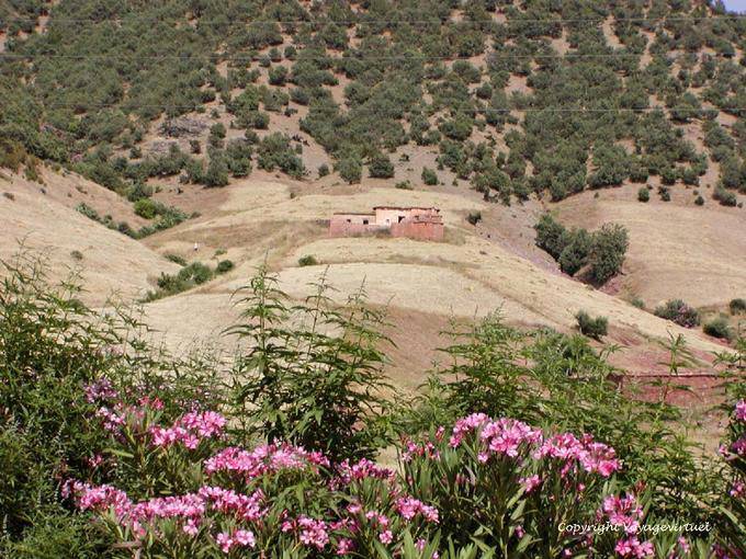 Blumen des Mittleren Atlas, Region Khenifra - Marokko