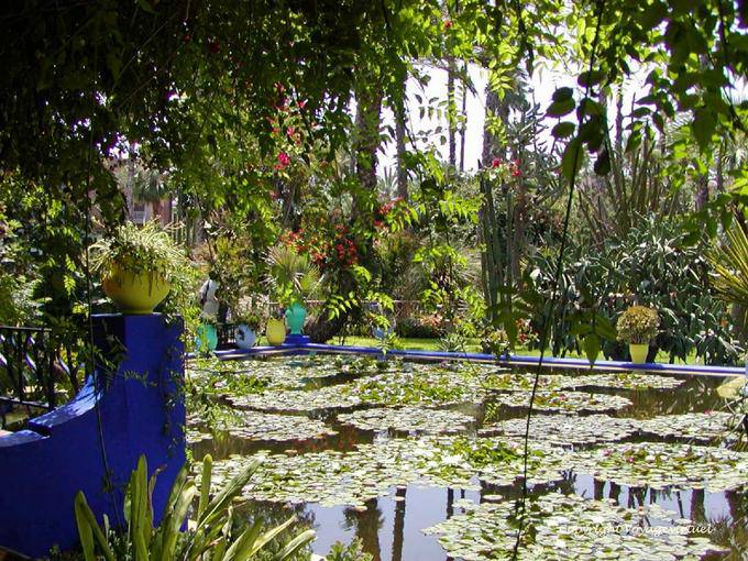 Seerosenteich und Lotos Asien, Jardin Majorelle, Marrakesch - Marokko