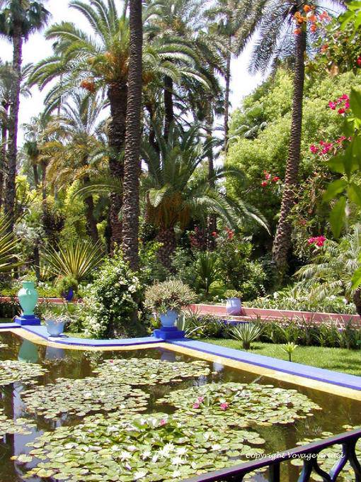 Lotus Blumen und üppigen, Jardin Majorelle, Marrakesch - Marokko