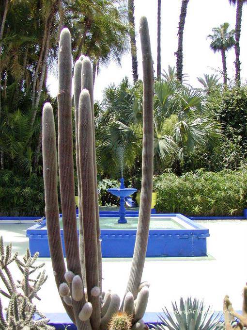 Zwischen Kandelaber Kaktus und blau Brunnenplatz Majorelle, Marrakesch - Marokko