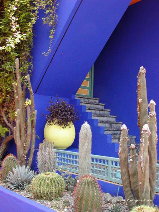 Blauer Engel und Kakteensammlung, Jardin Majorelle Marrakesch - Marokko