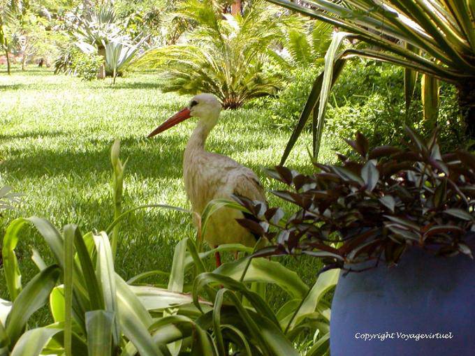 Stork zu Fuß auf dem Lande, Jardin Majorelle, Marrakesch - Marokko