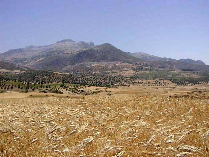 Rif-Gebirge und Weizen-Feld in der Nähe von Beni Darkoul - Marokko