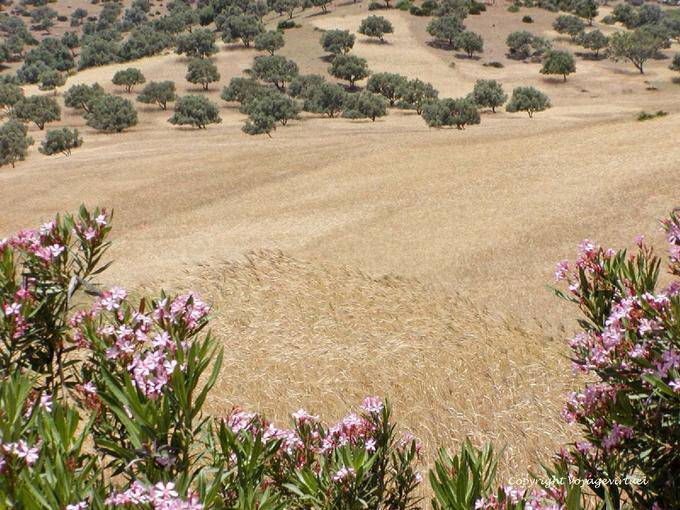 Felder und Olivenbäumen entlang des Oued Lau, westlichen Rif - Marokko