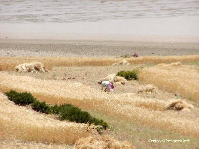 Impressionismus bei der Ernte, Derdara, Oued Lau, Jbala Rif - Marokko
