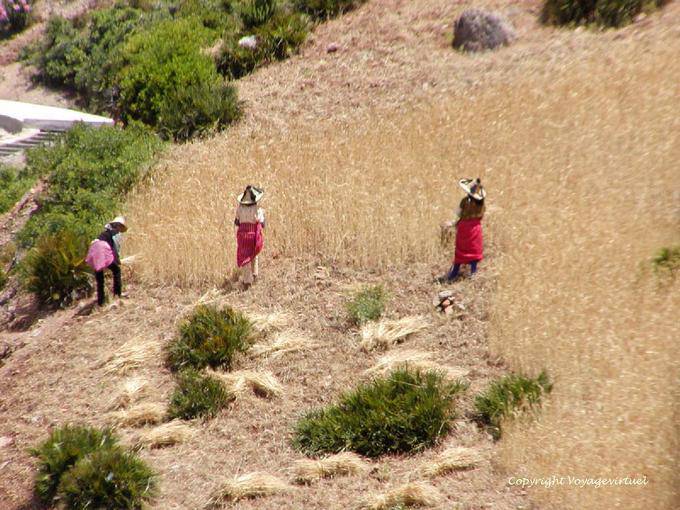 Frauen tragen die typische Hut Rif während der Ernte, dem Oued Lau Tal - Marokko