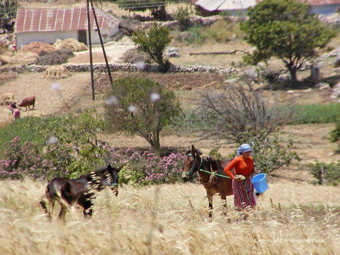 Landleben auf dem Rand einer Farm, Schluchten des Oued Lau, Rif - Marokko