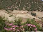 Blumen des Mittleren Atlas, Region Khenifra, Marokko.