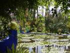 Seerosenteich und Lotos Asien, Jardin Majorelle, Marrakesch, Marokko.