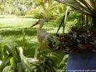 Stork zu Fuß auf dem Lande, Jardin Majorelle, Marrakesch, Marokko.