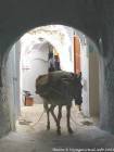 Esel in einer Gasse aufgebürdet, Medina, Chefchaouen, Marokko.