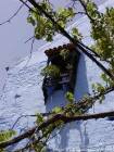 Vines und Gitter Fenster, Chefchaouen, Marokko.