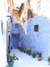 Straße Topfpflanzen, Chefchaouen, Marokko.