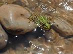 Der grüne Frosch in der Rose Valley, Marokko.