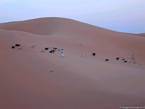 Ein Schäfer und seine Herde in den rosa Dünen von Merzouga, Marokko.
