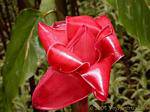 Porzellan rosa in Knospe, Balata, Martinique.