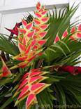 Heliconia Wagneriana, balisier, Garten Balata, Martinique.