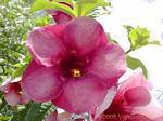 Blumensorte von Adenium, Garten Balata, Martinique.