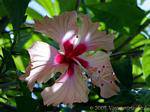 Schöne Blume von Hibiscus Garden Balata, Martinique.