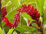 Red Blütenpflanze, um festzustellen, Garten Balata, Martinique.