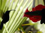 Colibri Betankung erhalten süße Speisen, Martinique.