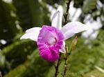 Eine Orchidee Garten von Balata, Martinique.