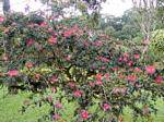 Calliandra tweedii oder Baum mit Windbeutel, Balata Garden, Martinique.