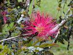 Kein Zweifel, ein Calliandra haematocephala, Garten Balata, Martinique.
