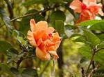 Orange Hibiscus, Martinique.