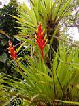 Bromeliad Blume durch Hüllblätter geschützt, Garten Balata, Martinique.
