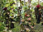 Epiphyten, Polypodiaceae Sammlung suspendiert, Garten Balata, Martinique.