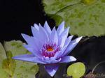 Eine blaue Wasserlilie, Garten Balata, Martinique.