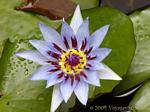 Blauen Lotos oder Wasserlilien-Herz (Nymphaea capensis), Garten Balata, Martinique.