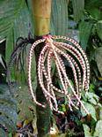 Seltsam Auswuchs (bis Namensnennung), Garten Balata, Martinique.