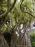 A Bakoua oder Pandanus sanderi, Tropischer Baum, Balata, Martinique.